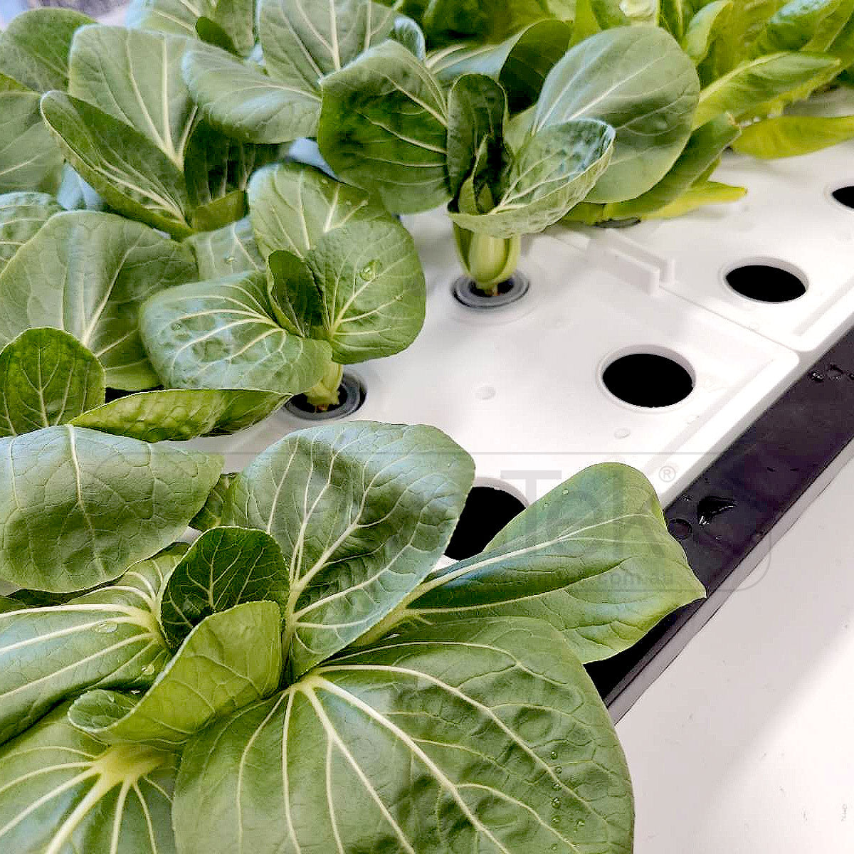 Farmtek Hydroponic DWC Tray Scalable To Multiple Trays System (DWC-24)