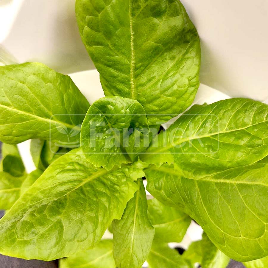 Farmtek AB Fertilizers Aeroponic Hydroponic Nutrients 1L + 1L (Makes 400L) HydroGrow High Concentration