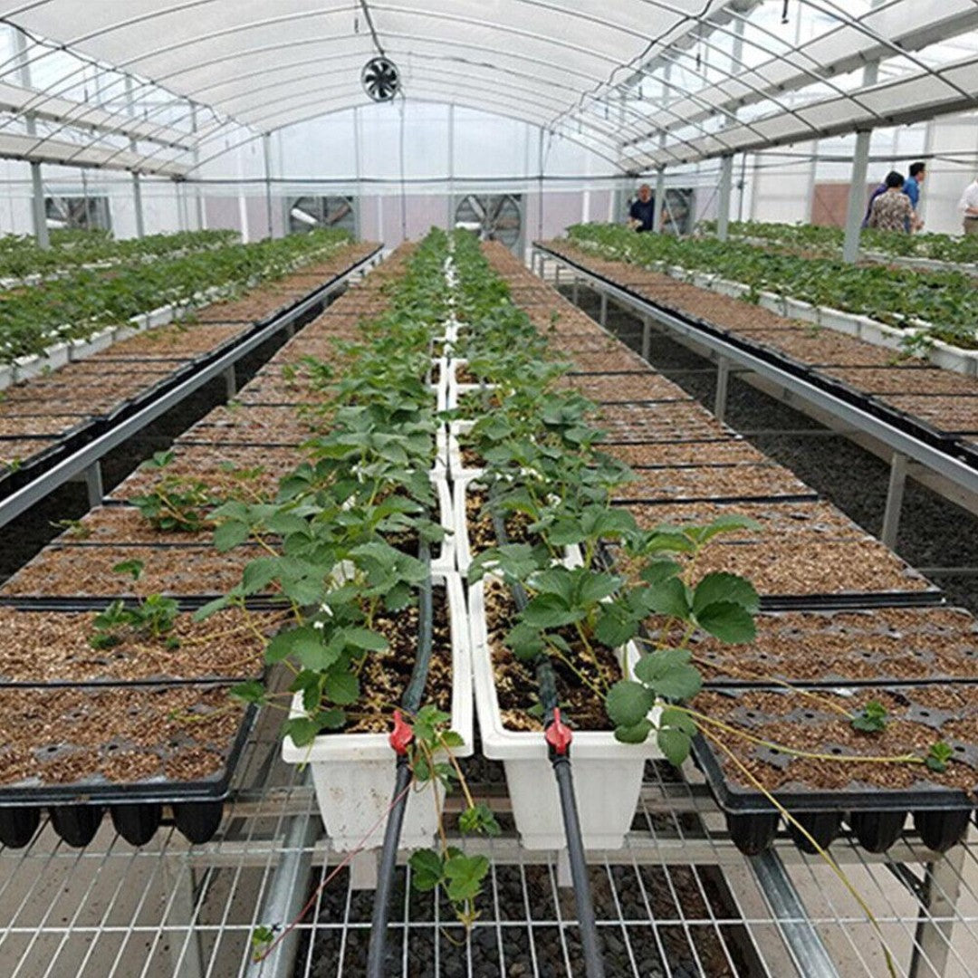 50 Cells Nursery Seedling Tray Propagation Tray (3 Trays)
