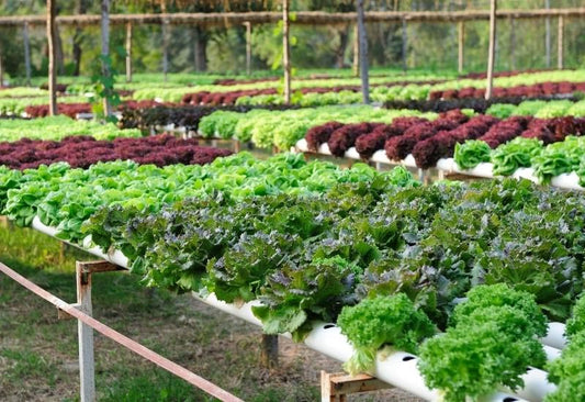 Hydroponics: The Future of Urban Gardening with Farmtek