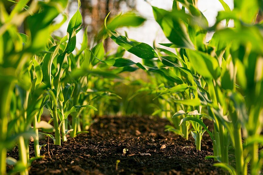 BoosterPlus™ Fulvic Acid Organic Nutrient Supplement For Plants Powerful Bio-Stimulants 1KG (makes 4,000 L / 4 Tons)