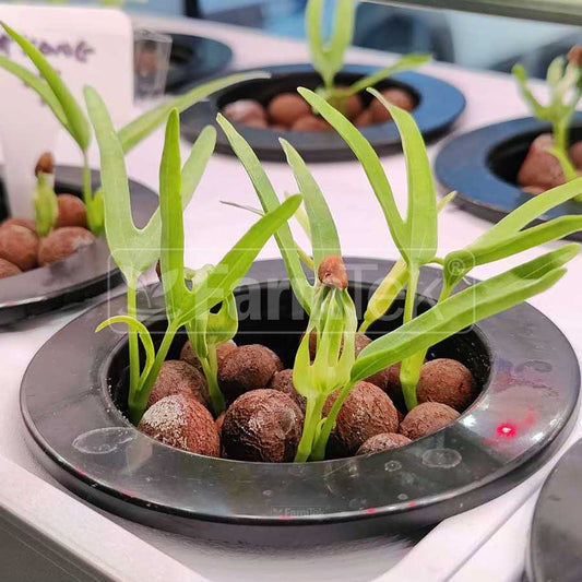 Hydroponic Grow Tower - How to grow